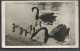 Hungary, Budapest Zoo,Black Swans,'60s - Ungarn