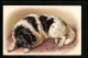 AK Schwarzweiss Gefleckter Hund Auf Einem Teppich  - Chiens