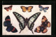 Künstler-AK Schmetterling, Terias Pulchella, Papilio Cloanthus, Catagramma Parima, Junonia Oenone, Jamides Democritus  - Insetti