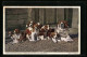 AK Bernhardinerfamilie, Noblesse De Race St. Bernhard  - Honden