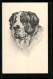 AK Bernhardiner, Portrait  - Hunde