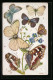 AK Sechs Schmetterlinge Mit Weisser, Blauer Und Beiger Färbung An Blume Mit Blauen Blüten, Chalk Hill, Wood White  - Insectos