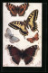 AK Diverse Schmetterlingsarten, Small Tortoiseshell, Swallowtail  - Insekten