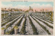 BE Nw2 - A TYPICAL  FARM , FLORIDA - AGRICULTURAL WORKERS - 2 SCANS - Sonstige & Ohne Zuordnung