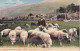 CE Nw1- LES PYRENEES - PATRE MONTAGNARD ET SON TROUPEAU - CARTE COLORISEE - People