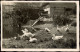 Ansichtskarte  Bauernhof Karte Gänse Am Teich Stimmungsbild 1934 - Ohne Zuordnung