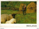 IRLANDE Ireland Hard At Work Real Ireland N°SP37 Beaux Moutons Sheeps Agriculture VOIR DOS - Altri & Non Classificati