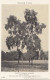 C88. Vintage Postcard. British Trees. Aspen. Populus Tremula - Altri & Non Classificati