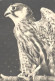 Bird, Falcon, Falco Subbutes - Vogels