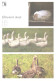 Birds, Geese, 1989 - Birds