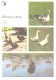 Birds, Ducks, 1989 - Pájaros