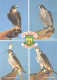 Birds, Different Falcons - Vogels