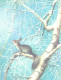A.Isakov:Squirrel On Tree, 1988 - Autres & Non Classés