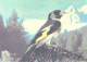 Bird, Goldfinch, 1985 - Birds