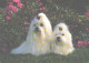 Dog, 2 White Dogs On Grass - Perros