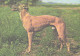 Dog, Greyhound - Chiens