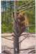 AK CH1921 Zoo BASEL - Bears