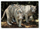 Saint-Aignan-sur-Cher - ZooParc De Beauval - Les Tigres Blancs - Saint Aignan