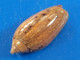 Oliva Tigridella Philippines 16,9mm GEM N15 - Muscheln & Schnecken