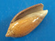 Oliva Tigridella Philippines 16,9mm GEM N15 - Seashells & Snail-shells