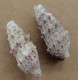 Cerithium Vulgatum (x2) Espagne (Javea) 31,8 Et 32mm N7 - Coquillages