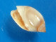 Olivella Minuta Martinique (Anses D'Arlet) 6,9mm GEM N2 - Seashells & Snail-shells