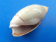 Olivella Biplicata Californie 22,6mm GEM N1 - Seashells & Snail-shells