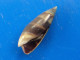 Olivella Semistriata Costa Rica 11,6mm GEM N6 - Seashells & Snail-shells