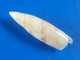 Terebellum Terebellum Australie 37,2mm GEM - Schelpen