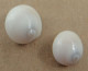 Polinices Tumidus (lot De 2) Malaisie 14,5 Et 17,1mm F+++/GEM WO N7 - Conchiglie