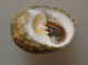 Nerita Peloronta De Guadeloupe, XXL  35mm !! WO, GEM Del 7 - Seashells & Snail-shells