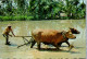 50032 - Indonesien - Bali , Farmer Ploughing The Field - Gelaufen 1980 - Indonesien