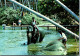 50022 - Sri Lanka - Bentota , Elephant Bathing - Gelaufen  - Sri Lanka (Ceylon)