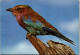 50661 - Tiere - Vogel , Dierelewe , Lilac Breasted Roller - Gelaufen 1975 - Pájaros