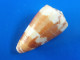 Conus Striatellus Madagascar (Tuléar)  48,4mm F+++ N1 - Conchas Y Caracoles