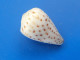 Conus Parvatus Océan Indien 14,5mm F+++ N2 - Seashells & Snail-shells