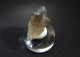 Smokey Quartz  (3 X 2 X 1.5 Cm )  Helsenhorn - Binntal - Switzerland - Minerali