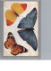 CARTOLINA F.P  PRIMI NOVECENTO  FARFALLE     - N°2 - Papillons