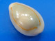 Cypraea Annulus Philippines 25,4mm GEM N19 - Seashells & Snail-shells