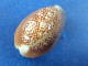 Cypraea Caputserpentis Maurice 28,2mm GEM N13 - Seashells & Snail-shells