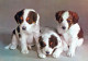 DOG Animals Vintage Postcard CPSM #PAN647.A - Chiens