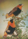 VOGEL Tier Vintage Ansichtskarte Postkarte CPSM #PAN246.A - Pájaros