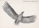VOGEL Tier Vintage Ansichtskarte Postkarte CPSM #PAN206.A - Pájaros