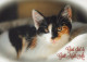 GATTO KITTY Animale Vintage Cartolina CPSM #PAM508.A - Gatos