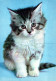 CAT KITTY Animals Vintage Postcard CPSM #PAM081.A - Cats