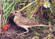 PÁJARO Animales Vintage Tarjeta Postal CPSM #PBR530.A - Birds
