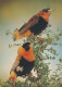 BIRD Animals Vintage Postcard CPSM #PBR474.A - Pájaros