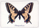 BUTTERFLIES Animals Vintage Postcard CPSM #PBS455.A - Butterflies