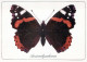 BUTTERFLIES Animals Vintage Postcard CPSM #PBS415.A - Papillons