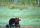 GEBÄREN Tier Vintage Ansichtskarte Postkarte CPSM #PBS344.A - Bears